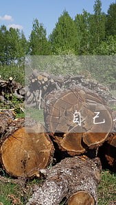 自己伐树违法吗