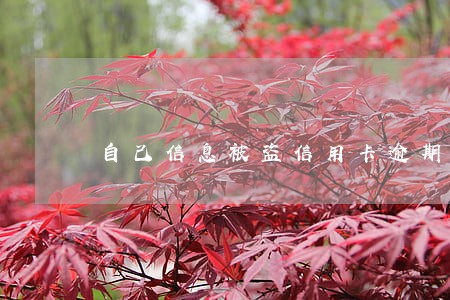 自己信息被盗信用卡逾期 自己信息被盗信用卡逾期