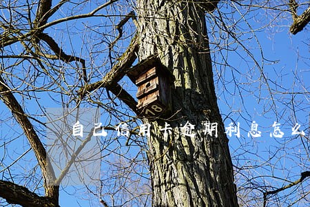 自己信用卡逾期利息怎么查询
