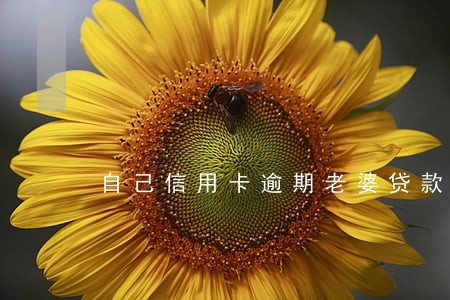 自己信用卡逾期老婆贷款 自己信用卡逾期老婆贷款