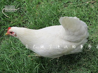 自己做了违法的事房子会有事嘛 自己做了违法的事房子会有事嘛