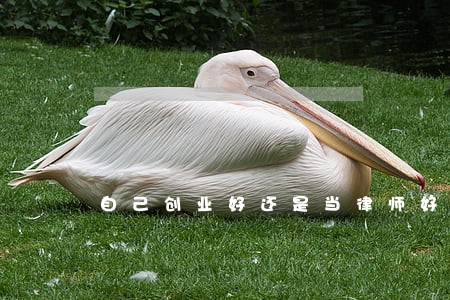 自己创业好还是当律师好 自己创业好还是当律师好