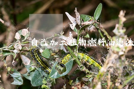 自己加工植物燃料油违法吗 自己加工植物燃料油违法吗
