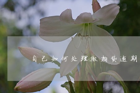 自己如何处理微粒贷逾期 自己如何处理微粒贷逾期