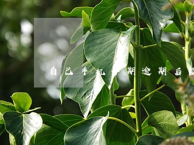 自己手机分期逾期后能贷款吗 自己手机分期逾期后能贷款吗