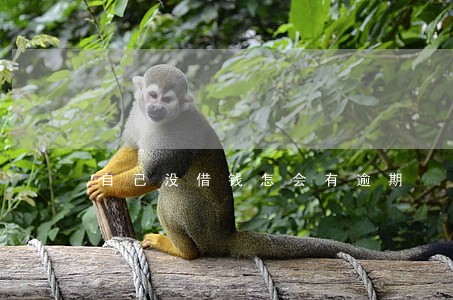 自己没借钱怎会有逾期