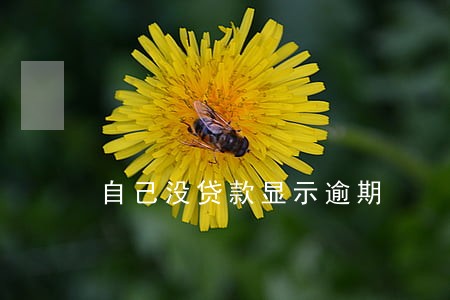 自己没贷款显示逾期 自己没贷款显示逾期