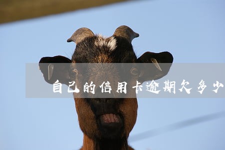 自己的信用卡逾期欠多少钱会坐牢 自己的信用卡逾期欠多少钱会坐牢