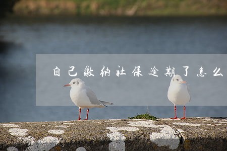 自己缴纳社保逾期了怎么办 自己缴纳社保逾期了怎么办