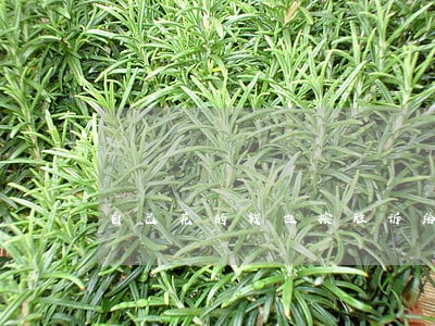 自己花的钱也按胜诉给律师分吗 自己花的钱也按胜诉给律师分吗