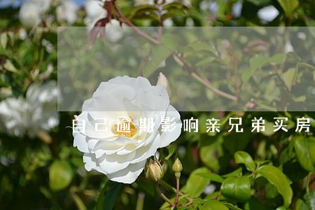自己逾期影响亲兄弟买房 自己逾期影响亲兄弟买房