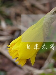 自建众筹是否违法 自建众筹是否违法