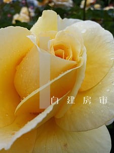 自建房审批跟网贷逾期有影响吗 自建房审批跟网贷逾期有影响吗