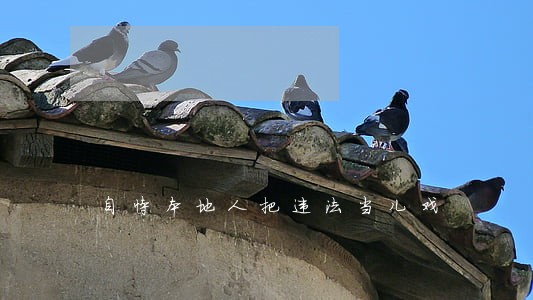 自恃本地人把违法当儿戏 自恃本地人把违法当儿戏