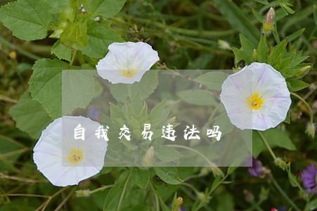 自我交易违法吗