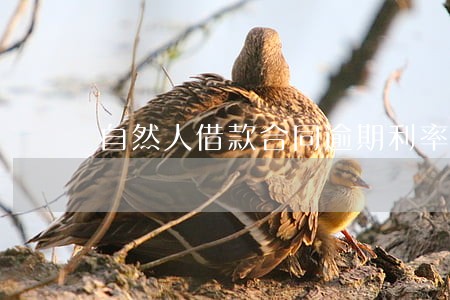 自然人借款合同逾期利率 自然人借款合同逾期利率