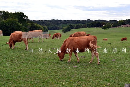 自然人借款未约定逾期利息 自然人借款未约定逾期利息