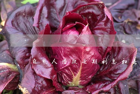 自然人借款逾期利息和违约金 自然人借款逾期利息和违约金