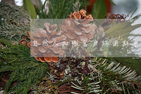 自然人扣缴客户端逾期申报