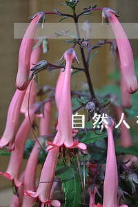 自然人社保逾期怎么办