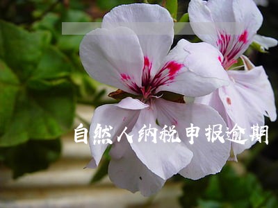 自然人纳税申报逾期