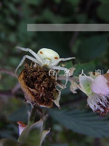 自然人逾期申报了怎么办 自然人逾期申报了怎么办