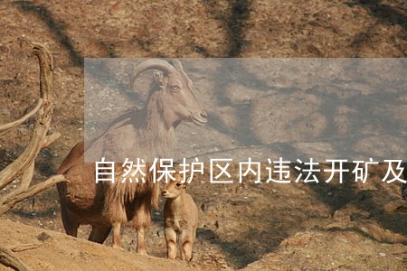 自然保护区内违法开矿及工程建设 自然保护区内违法开矿及工程建设