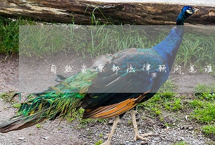 自然资源部法律顾问是谁 自然资源部法律顾问是谁