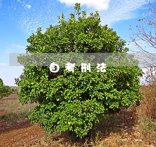 自考刑法