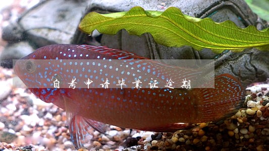 自考申请毕业证逾期 自考申请毕业证逾期