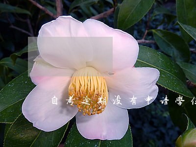 自考逾期没有申请学位怎么办 自考逾期没有申请学位怎么办