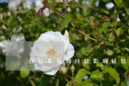 自行车逾期付款影响征信吗 自行车逾期付款影响征信吗