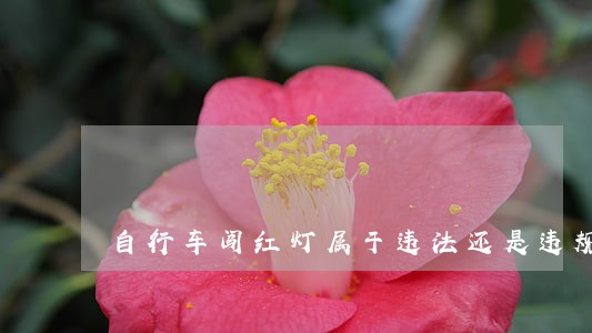 自行车闯红灯属于违法还是违规 自行车闯红灯属于违法还是违规