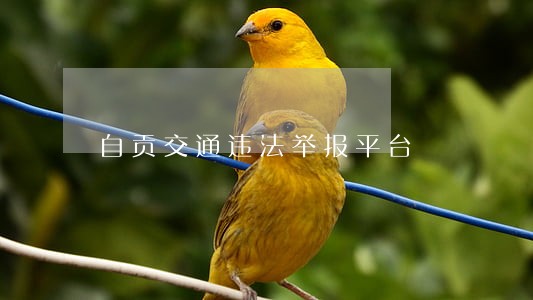自贡交通违法举报平台 自贡交通违法举报平台