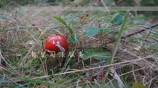 自贸司法服务