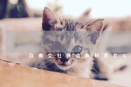 自费交社保逾期利息怎么算 自费交社保逾期利息怎么算