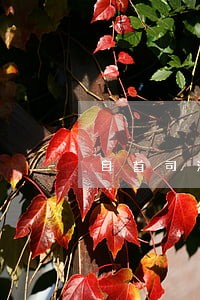 自首司法解释最新 自首司法解释最新