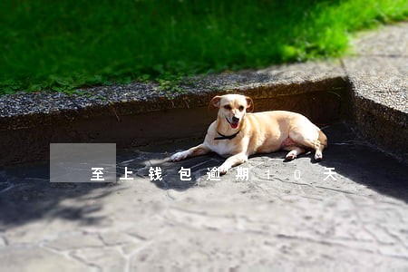 至上钱包逾期10天