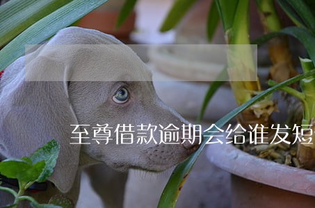 至尊借款逾期会给谁发短信 至尊借款逾期会给谁发短信