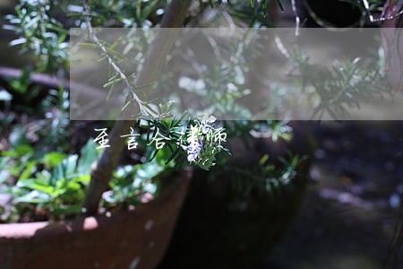 至言合律师 至言合律师