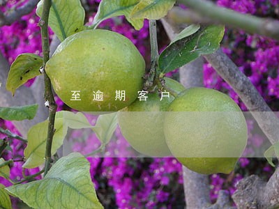 至逾期客户 至逾期客户