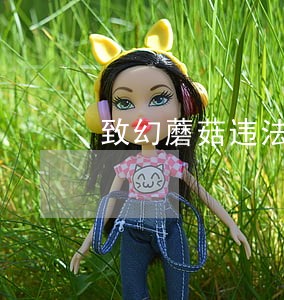 致幻蘑菇违法吗 致幻蘑菇违法吗