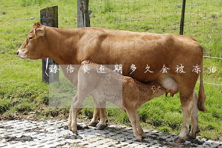 臻倍贷逾期多久会被冻结 臻倍贷逾期多久会被冻结