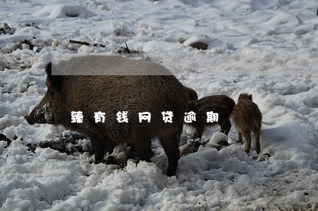 臻有钱网贷逾期 臻有钱网贷逾期