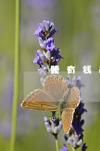 臻有钱逾期会催收 臻有钱逾期会催收