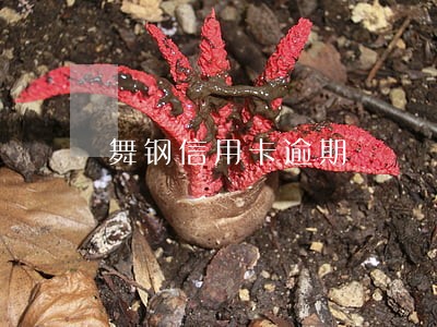 舞钢信用卡逾期