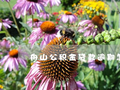 舟山公积金贷款逾期怎么办 舟山公积金贷款逾期怎么办