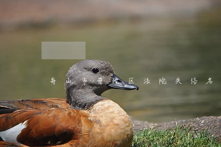 舟山市普陀区法院失信名单