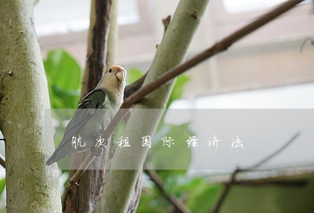 航次租国际经济法