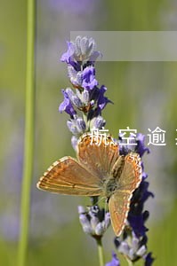 航空逾期票一年 航空逾期票一年